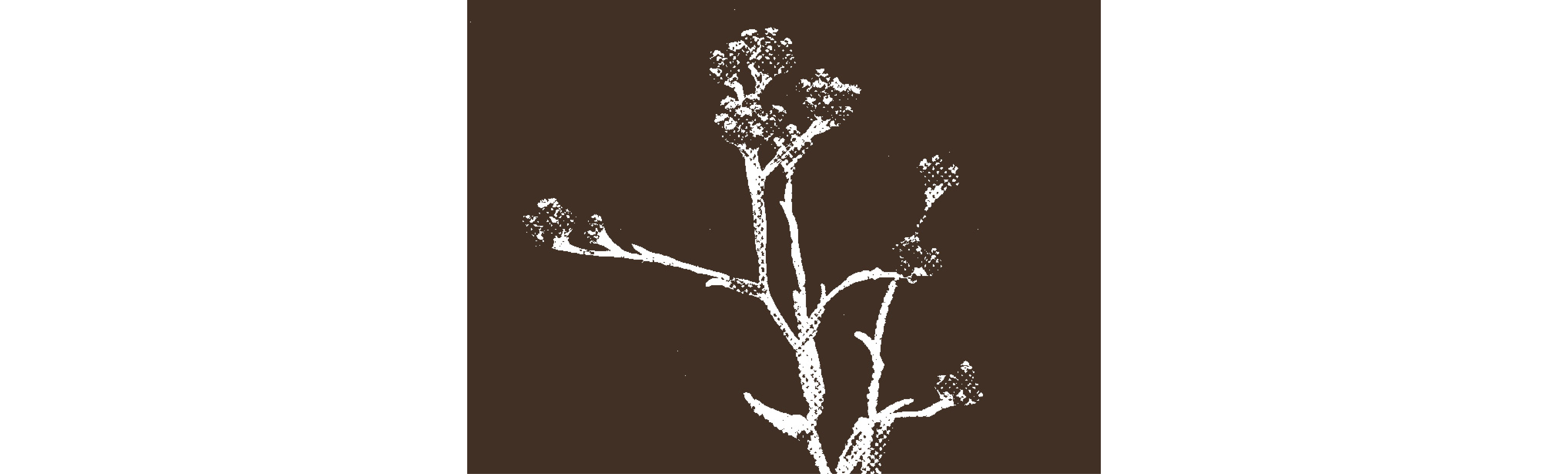 Dam Hamacabim Flower.png