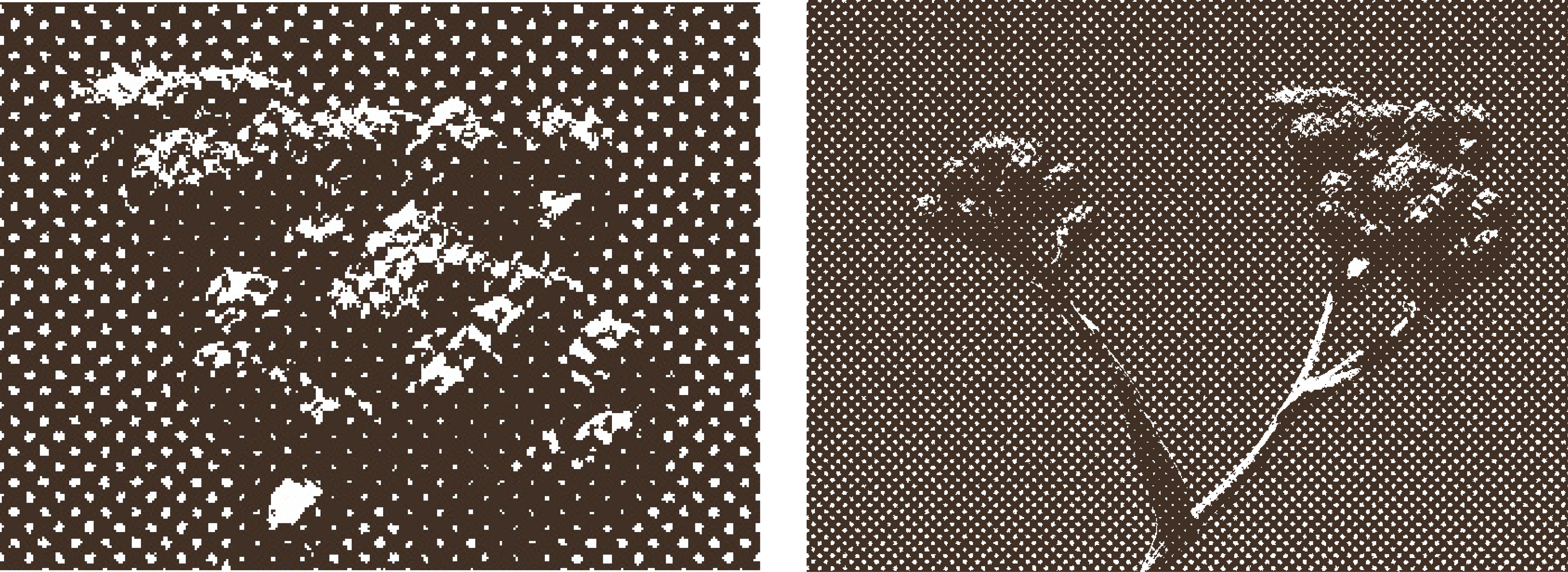 דם המכבים - שתי תמונות.png
